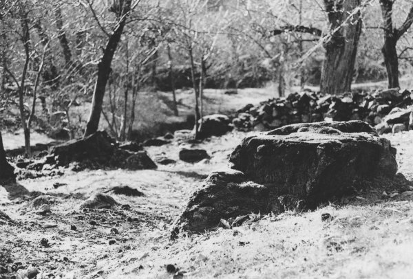 film photography, wood