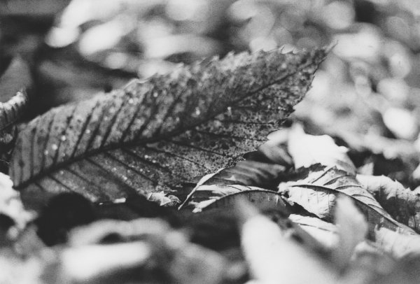 film photography, leaf