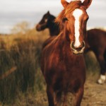 horses of camargue