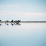 camargue