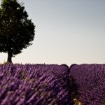 lavender field in provence