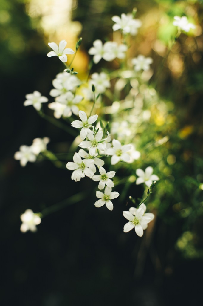 rifugio geat, valsusa