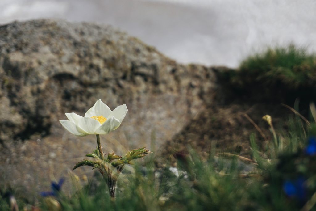 Colle del Nivolet, anemone di montagna