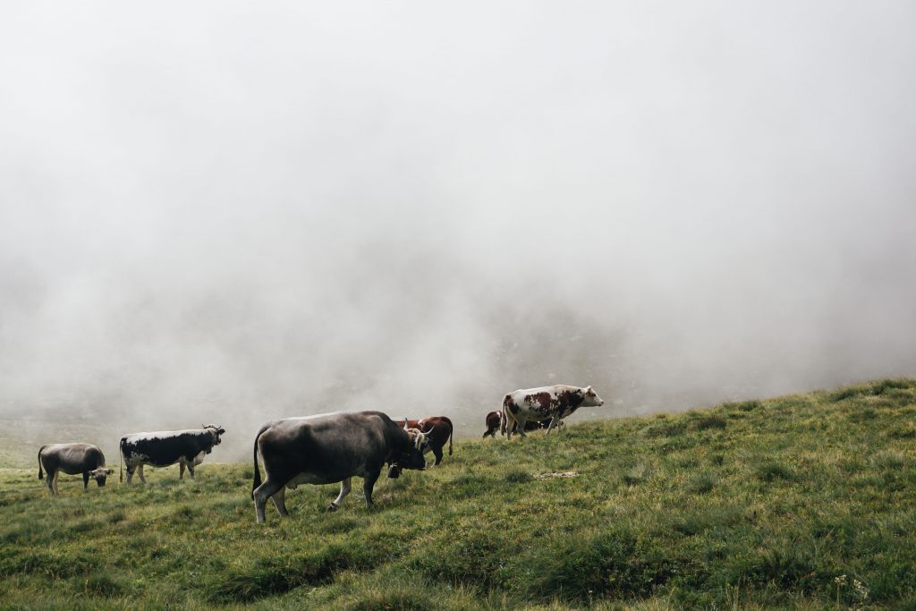 Mucche al pascolo, Parco Orsiera Rocciavré. Valle di Susa