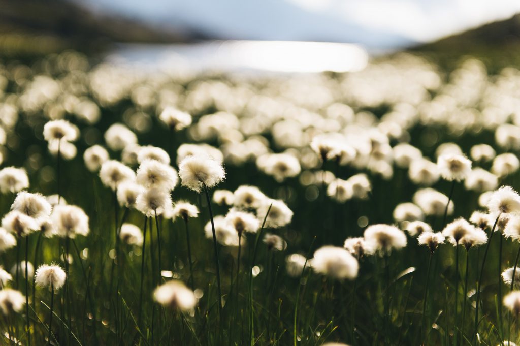 Erba di cotone in piena fioritura al Lac Giaset, Haute Maurienne.
