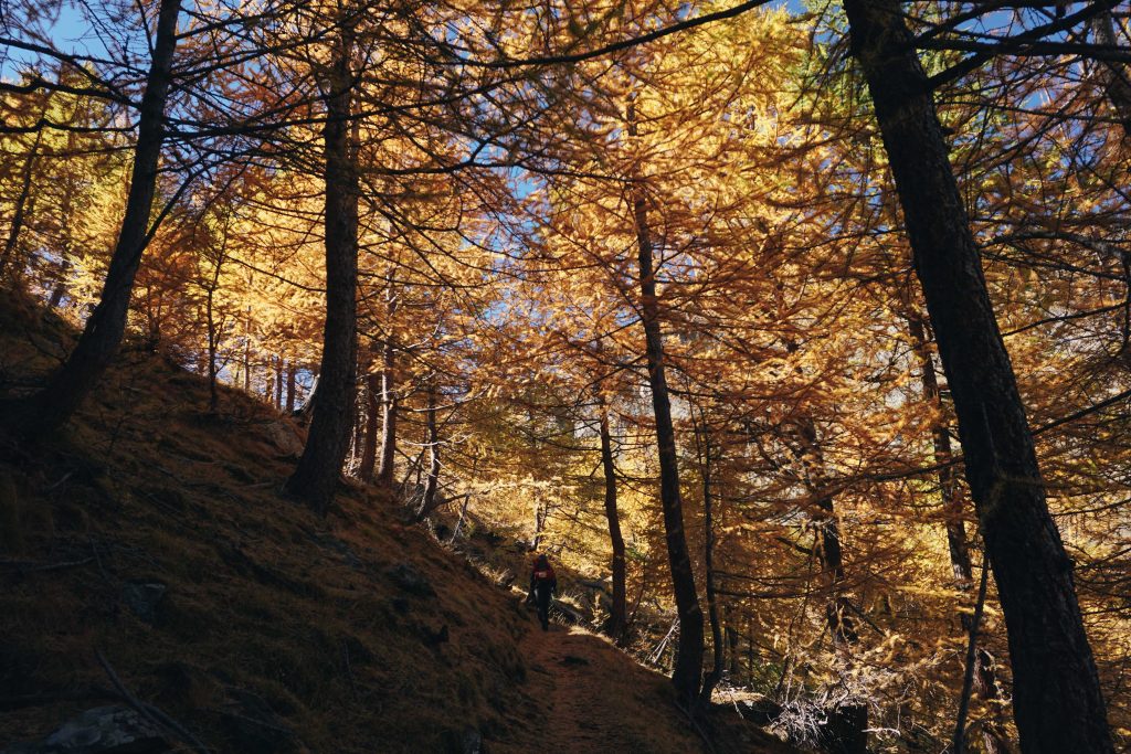 Lariceto d'autunno, sentiero per il Col Pousset