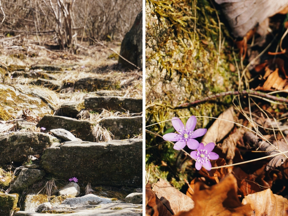 Delicate fioriture sul sentiero che collega Richiaglio al Colle Grisoni e