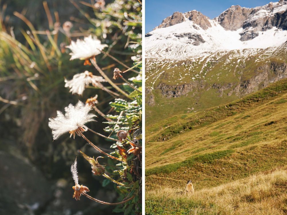 Fiori alpina e marmotta al Moncenisio, salendo al Lac Clair