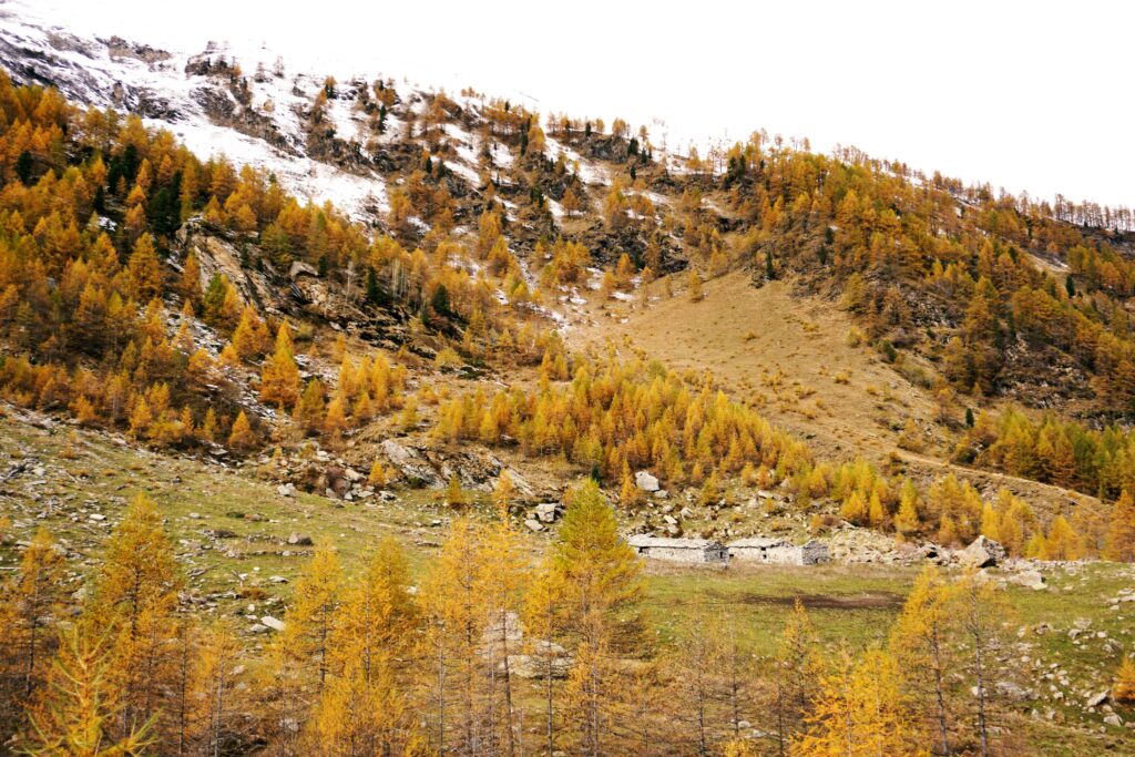 Autunno all'Alpe Mustione nel Vallone del Gravio, Parco Naturale Orsiera Rocciavrè