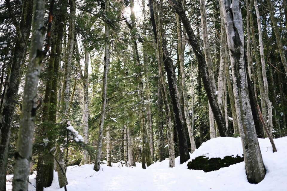 Bosco di abeti innevato, una passeggiata invernale nel Parco Naturale Orsiera Rocciavrè