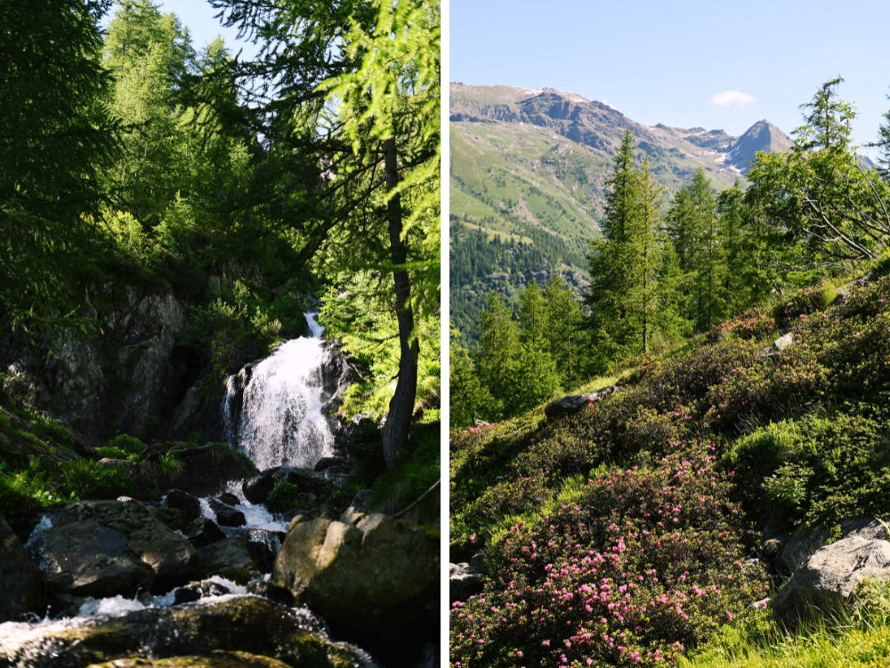 Cascata e rododendri in fiore salendo al lago Afframont