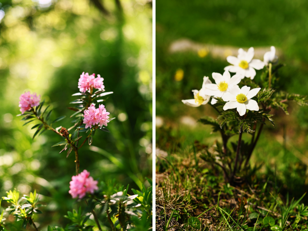 Rododendro e anemone in fiore