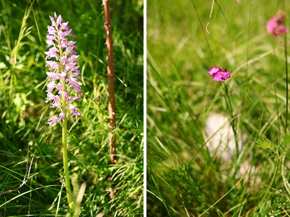 fioriture alpine