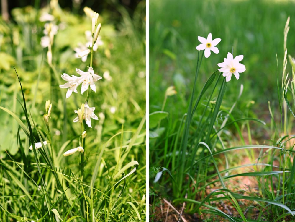 fioriture alpine