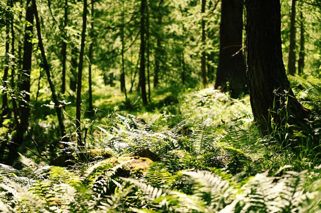 Felci nel bosco