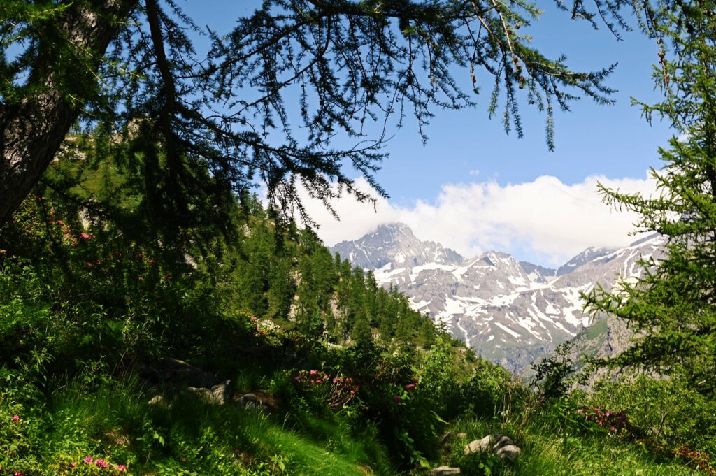 La Bessanese vists salendo al lago Afframont