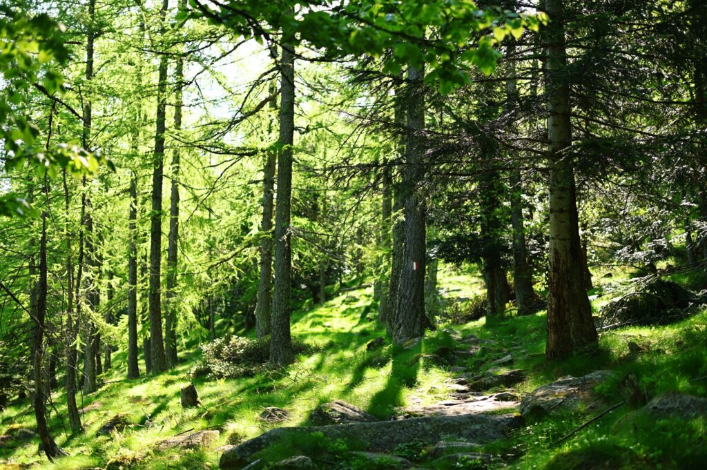 Bosco di conifere, Parco Naturale Orsiera Rocciavrè