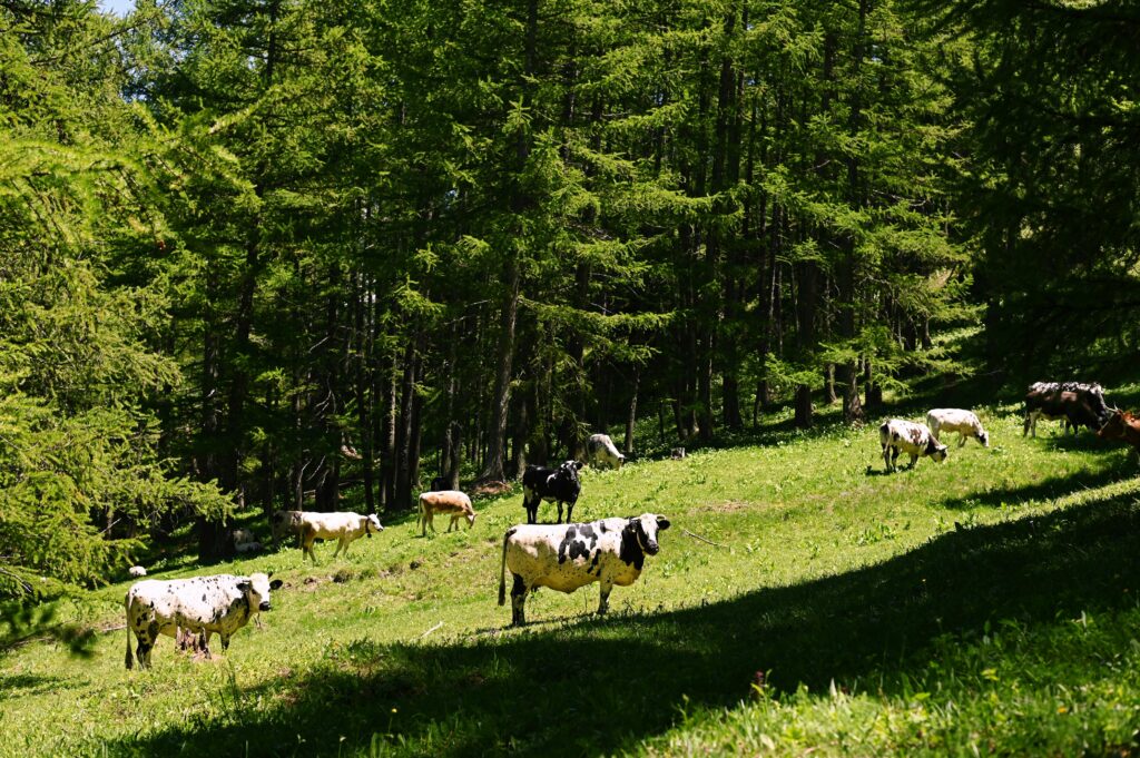 Vacche al pascolo