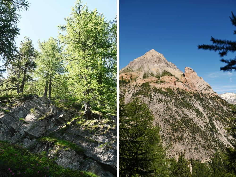 Bosco di larici e la Guglia Rossa