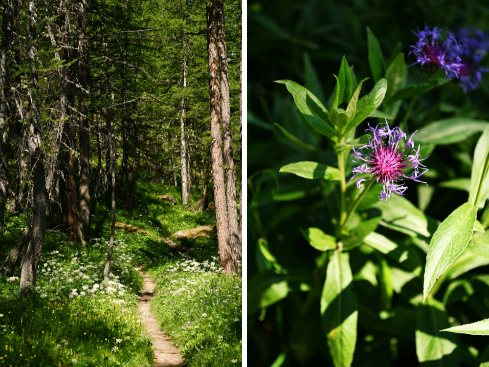 Il sentiero e fioriture alpine