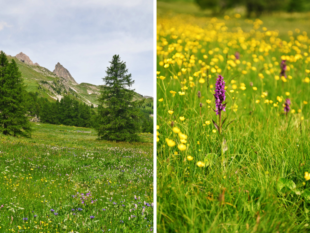 Fioriture alpine in Valle della Clarée