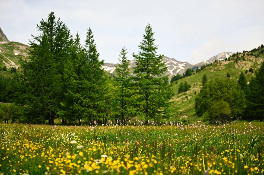 Fioriture alpine in Valle della Clarée