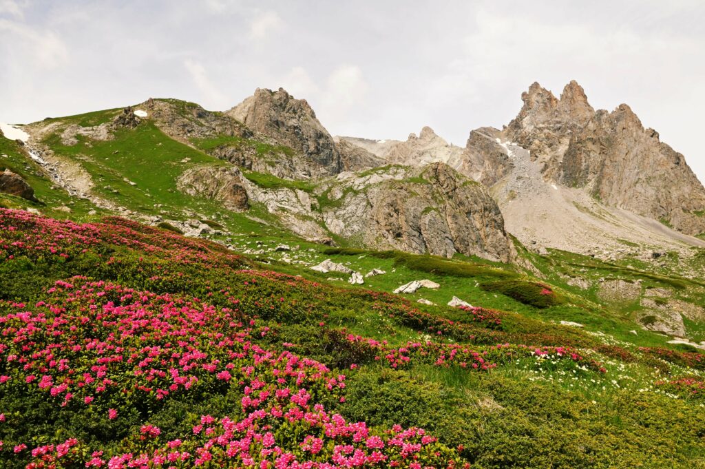 rododendri in fiore e sullo sfondo la Main de Crépin