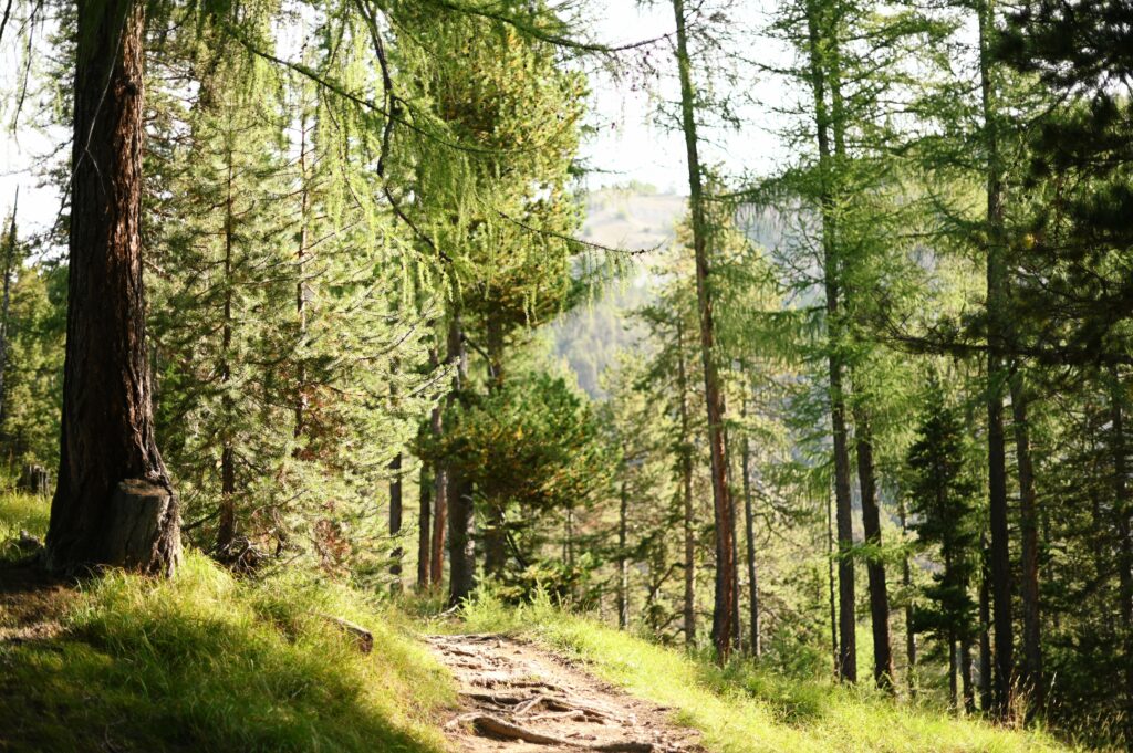 Il sentiero nel bosco da Roubion al Col des Thures