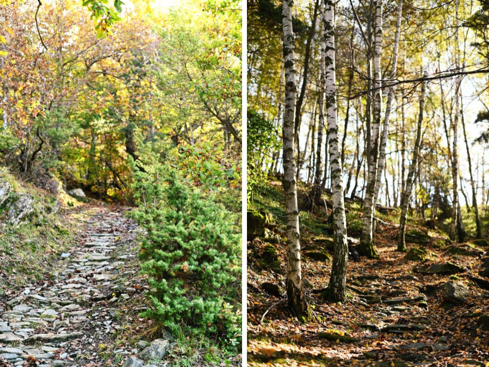 Sentiero nel bosco a Condove