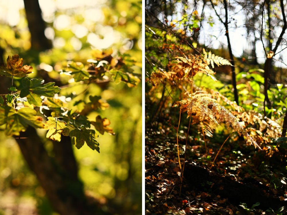 Il bosco in autunno