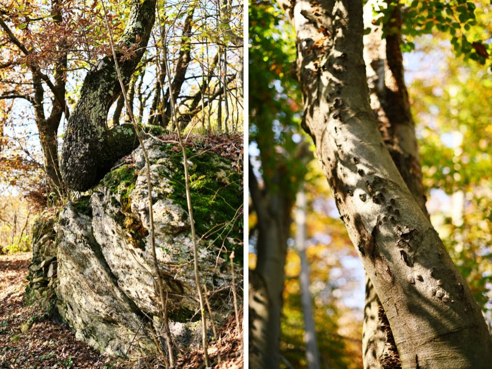 Dettagli nel bosco