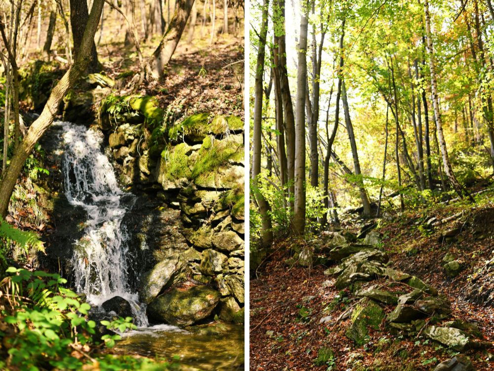 Bosco d'autunno