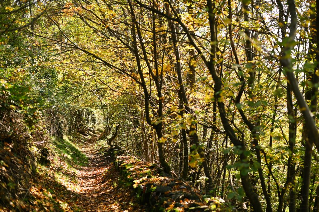 Mulattiera nel bosco a Condove