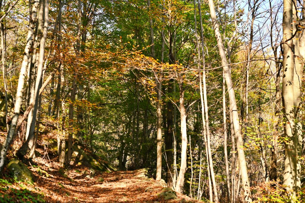 Mulattiera nel bosco a Condove