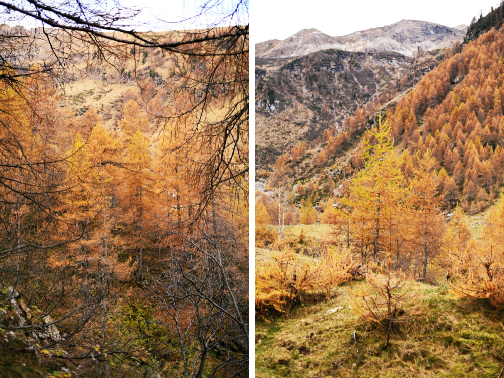 Larici in autunno