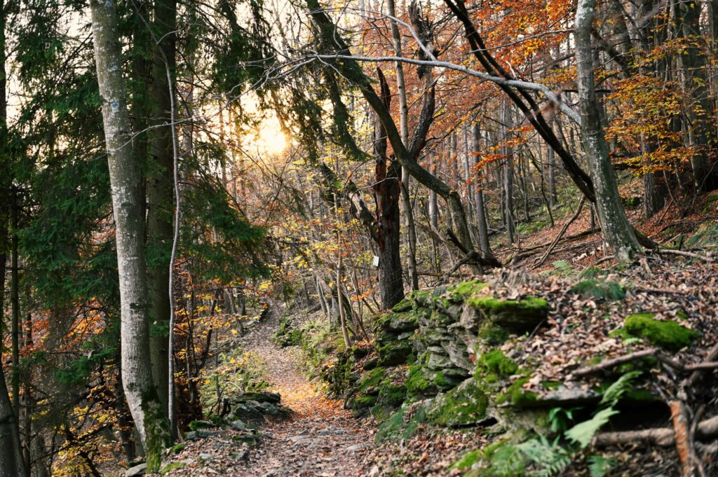 Bosco in autunno salendo al rifugio GEAT, Valle di Susa