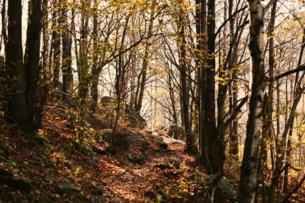 Bosco di castagni, Sentiero delle Anime in Valchiusella