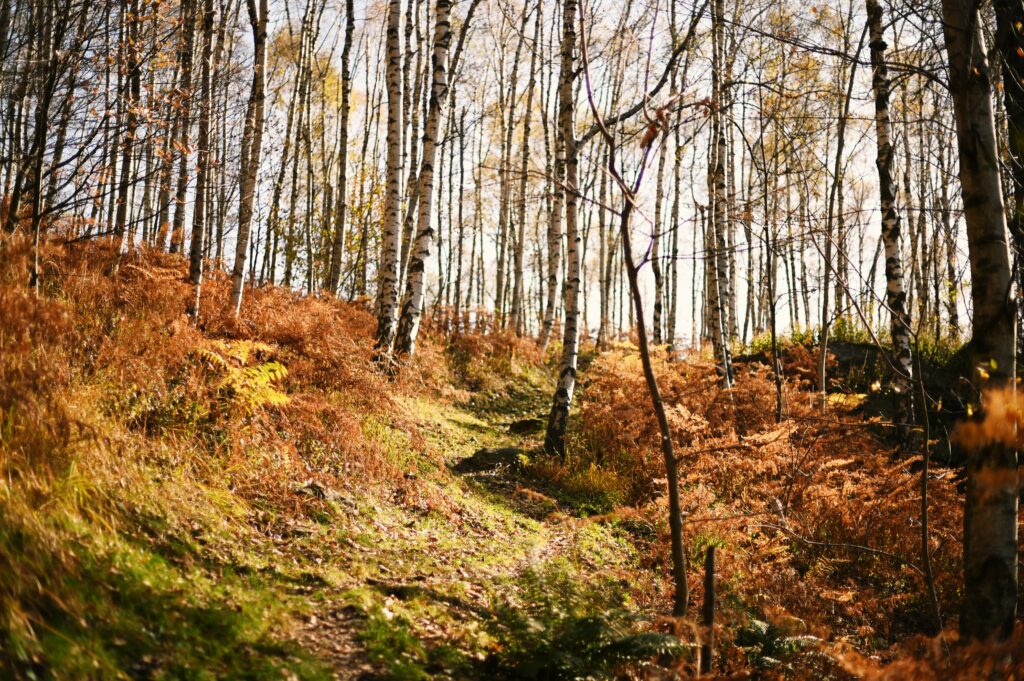 Betulle e felci in autunno, Valchiusella