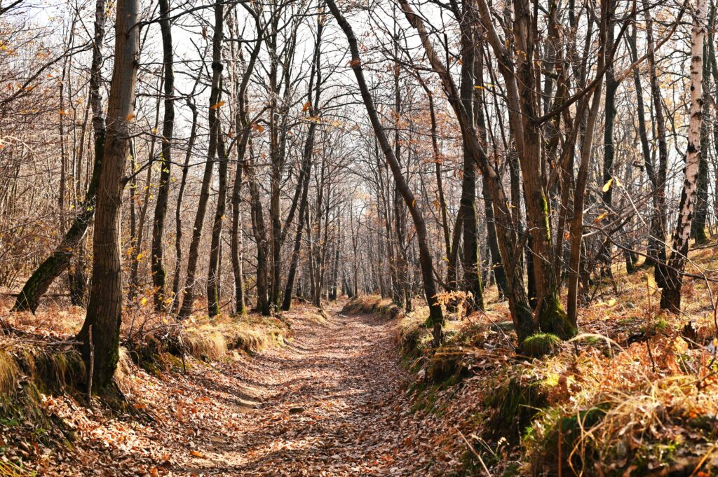 Sentiero lungo l'anello della Serra d'Ivrea