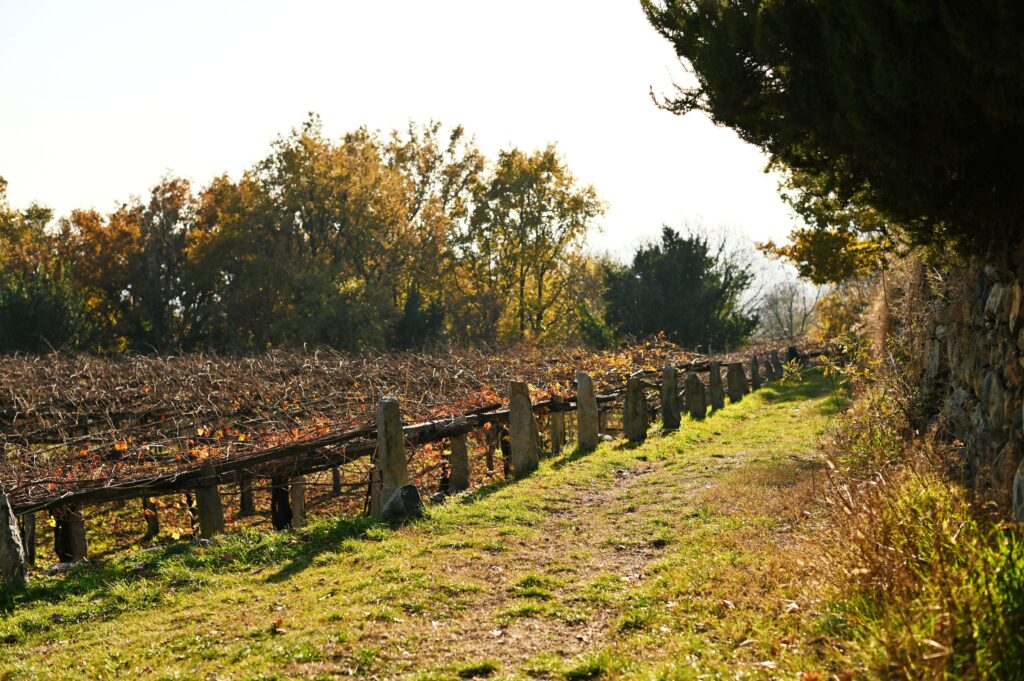 Vite coltivata a pergola, Serra d'Ivrea