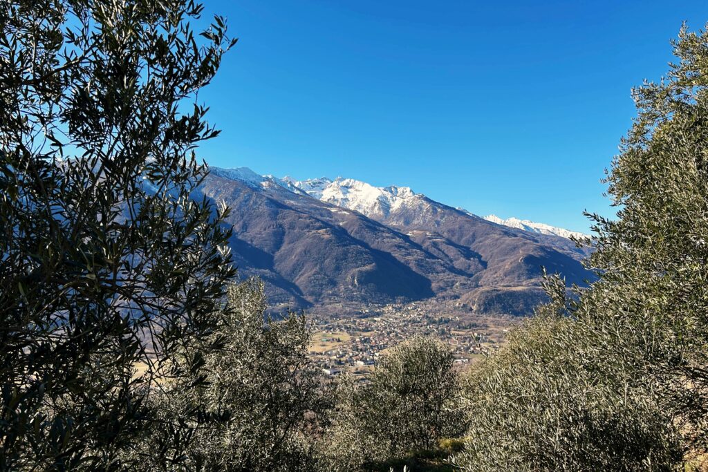 Oliveti a Borgone di Susa, Bassa Valle di Susa