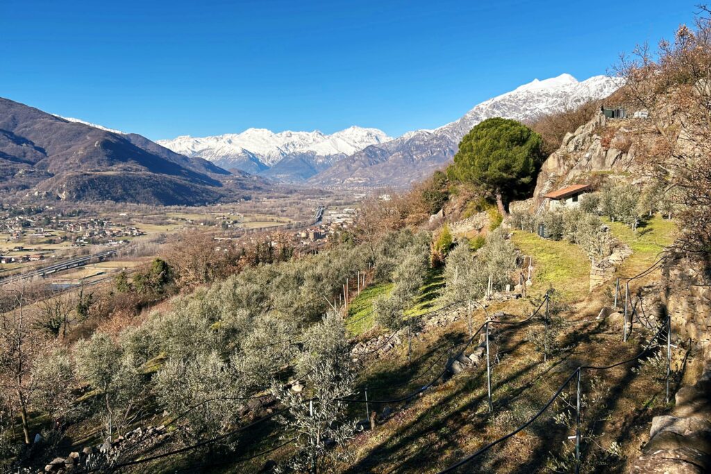 Oliveti a Borgone, Bassa Valle di Susa