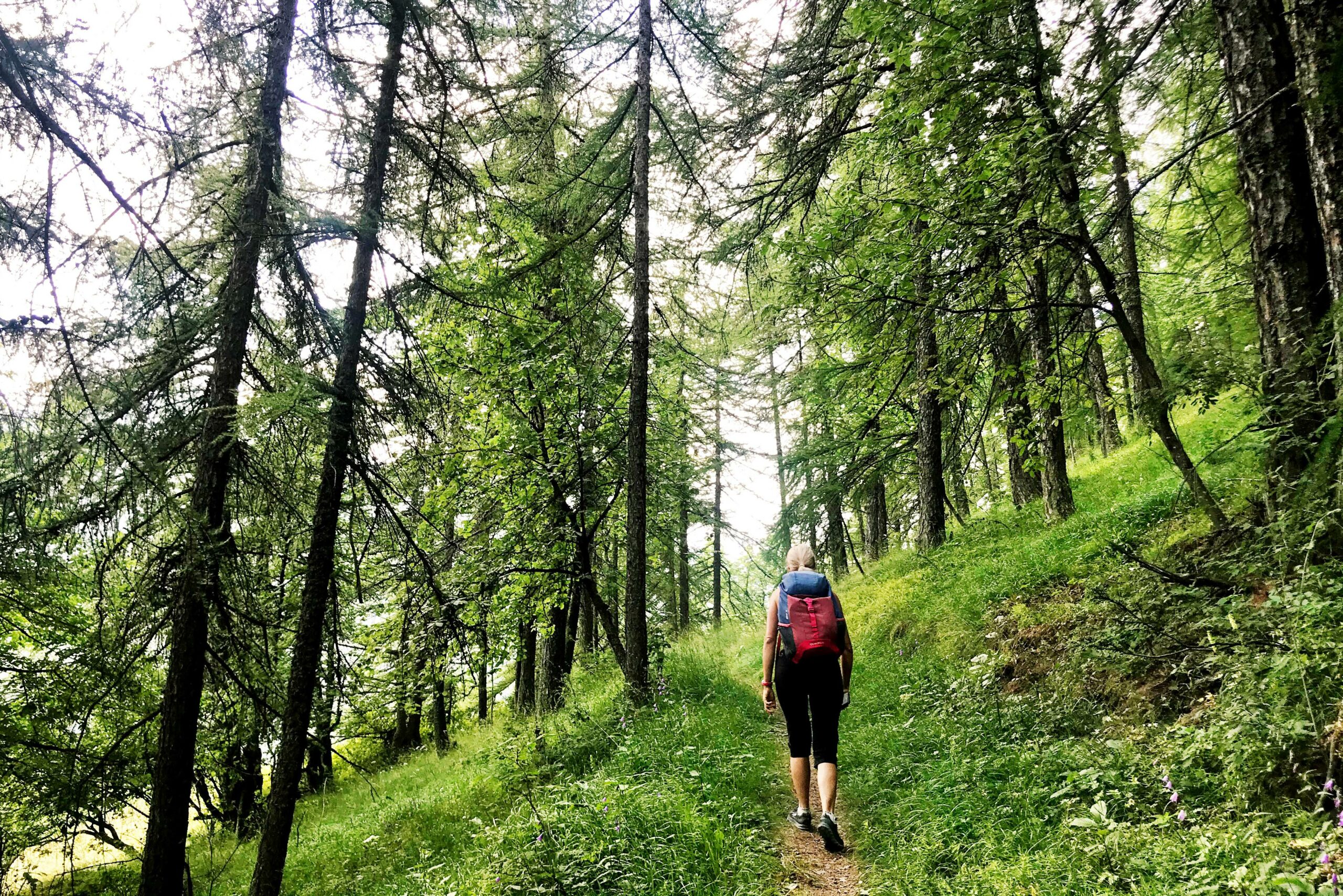 Escursione in un bosco di conifere