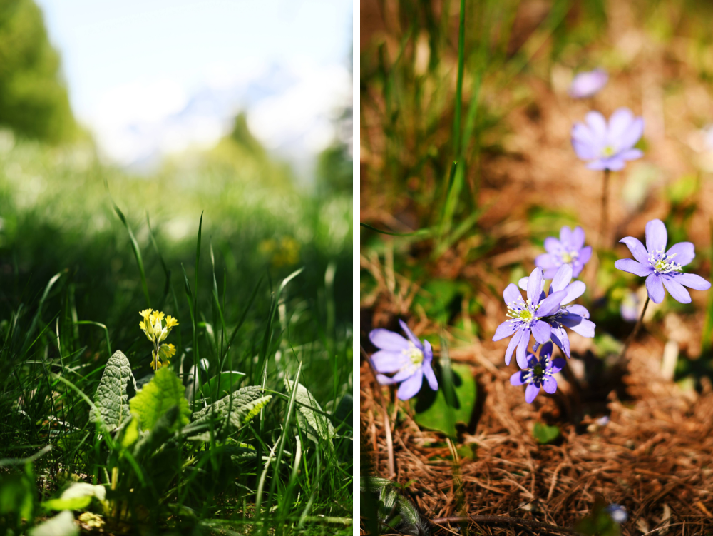 Flora alpina: primule e viole