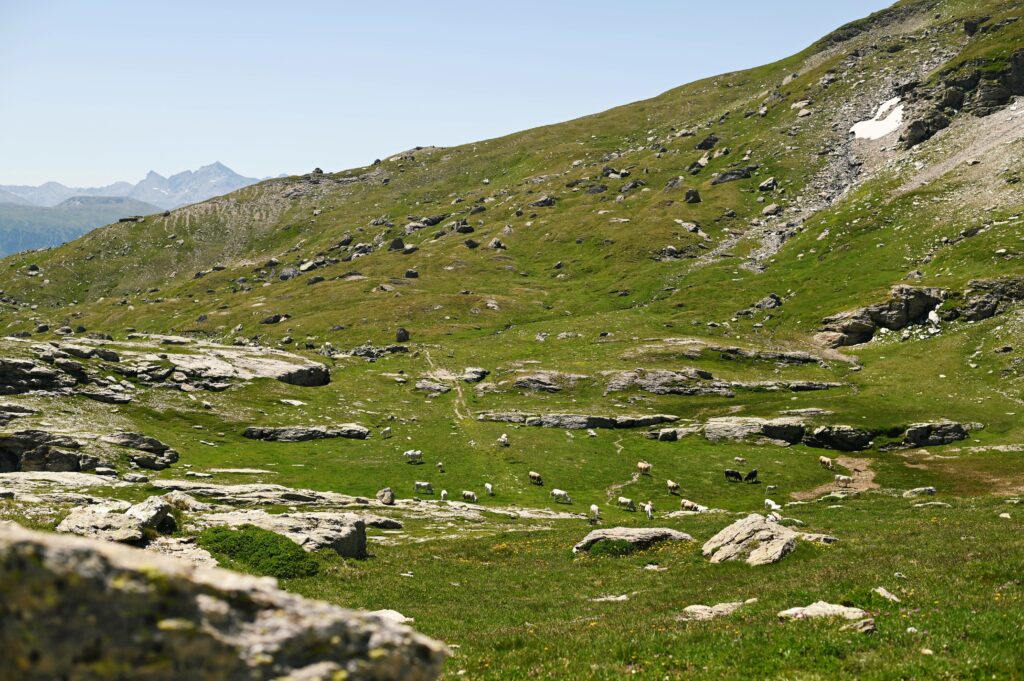 Pascolo nei pressi del Ricovero del Gias