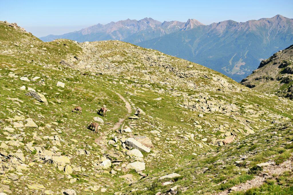 Stambecchi nei pressi del Col Clapier