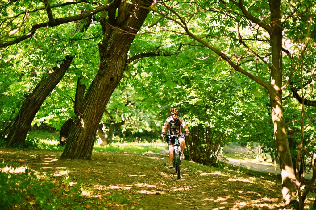 Pedalando in boschi di castagno