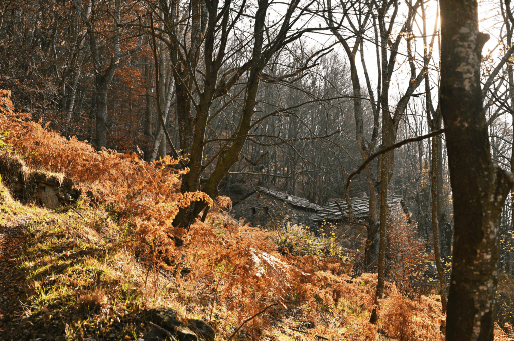 Felci in autunno e baite di montagna