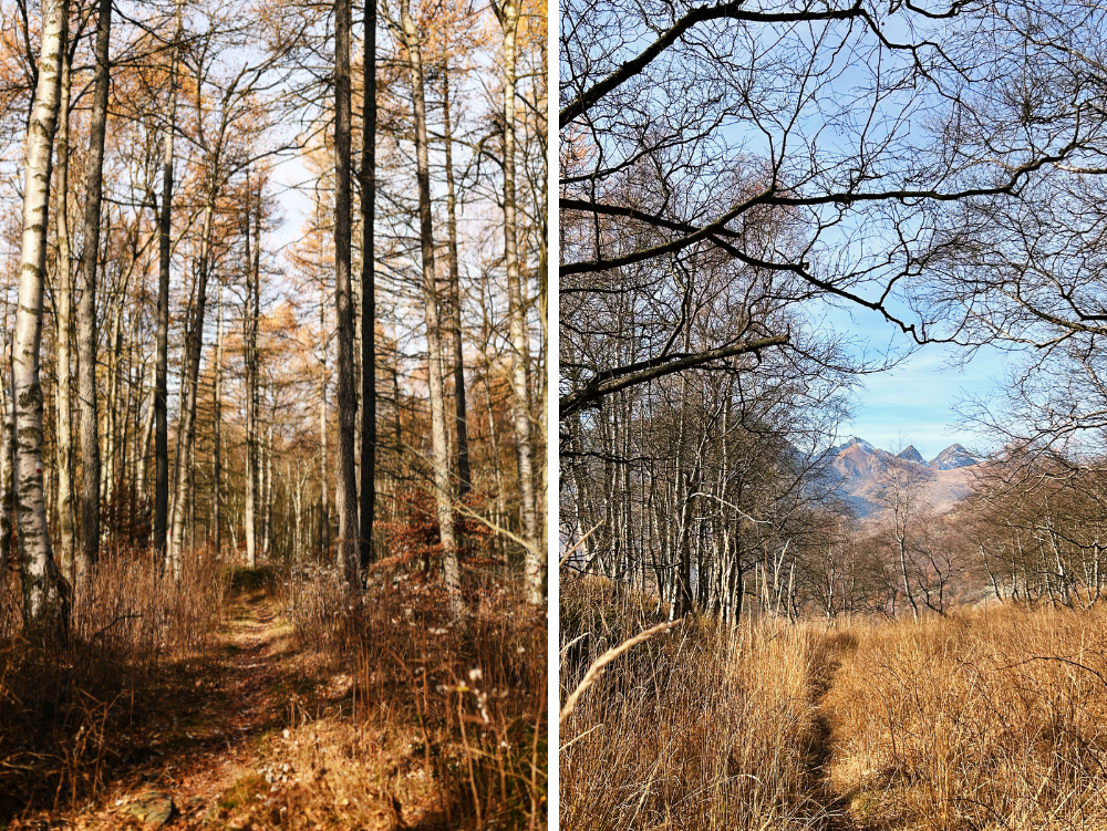 sentiero nel bosco in Val Sangone