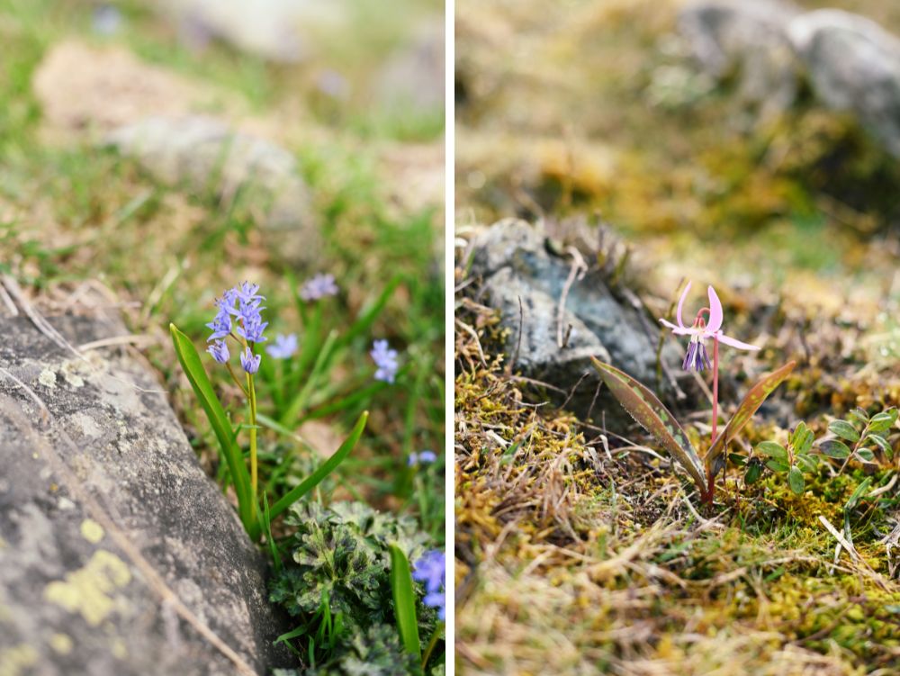 Fioriture primaverili lungo il Sentiero del Partigiano, Valle di Viù